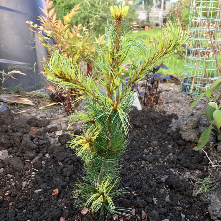 plant image 486422