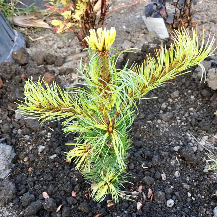 plant image 486423