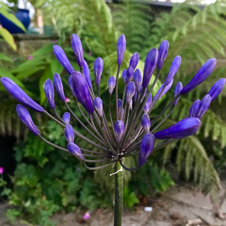 plant image 495579