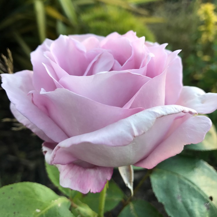 Plant image Rosa 'Tannacht' syn. Rosa 'Blue Moon', Rosa 'Blue Munday', Rosa 'Sissi', Rosa 'Navo-Rose', Rosa 'Mainzer Rad', Rosa 'Mainzer Fastnacht'