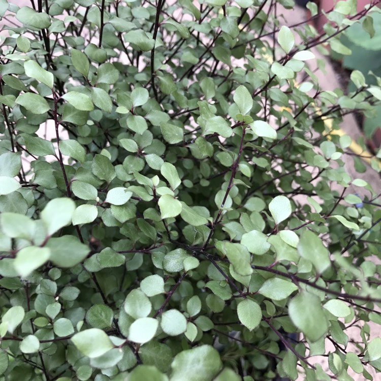 plant image 497523