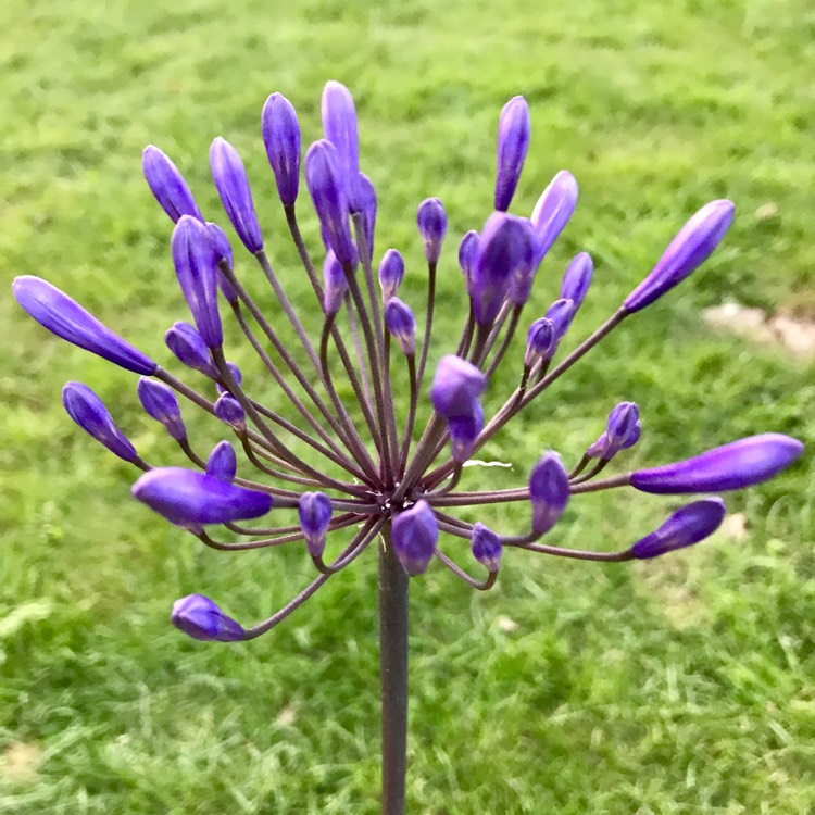 plant image 497527
