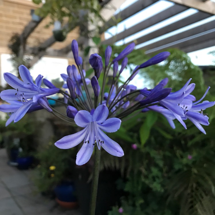 plant image 498961
