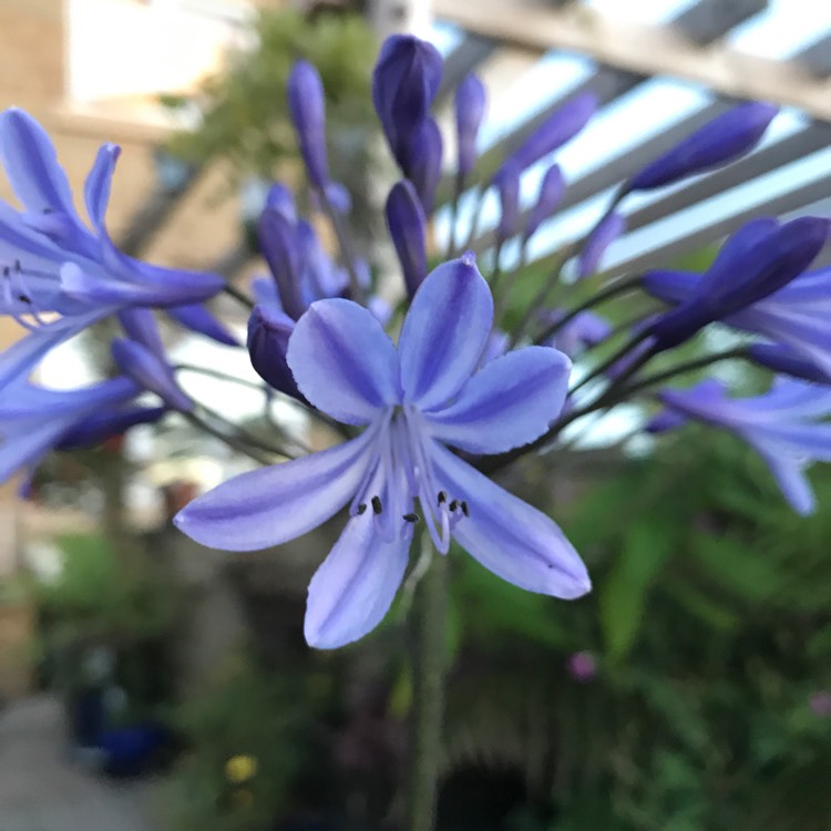 plant image 498962