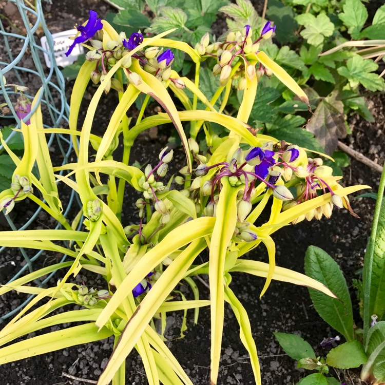 Plant image Tradescantia (Andersoniana Group) 'Sweet Kate'