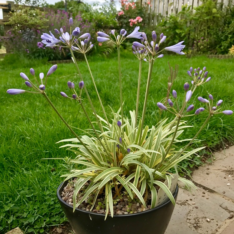 plant image 500250