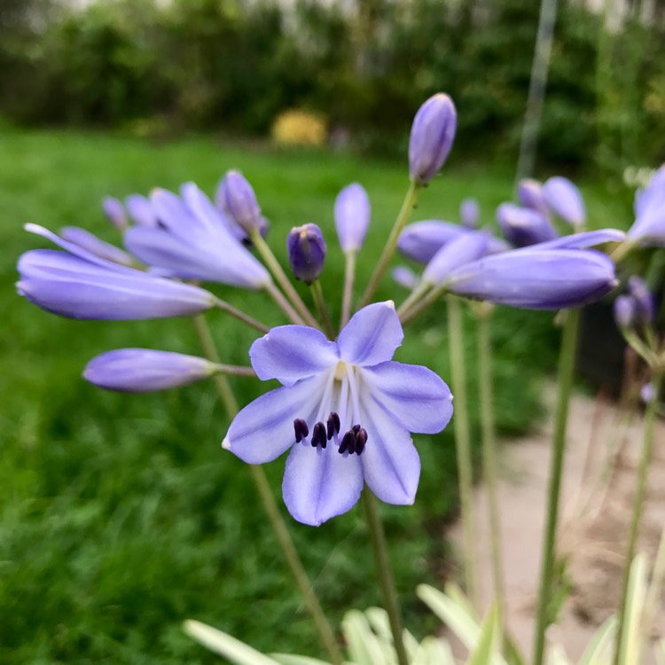 Plant image Agapanthus 'Golden Drop'