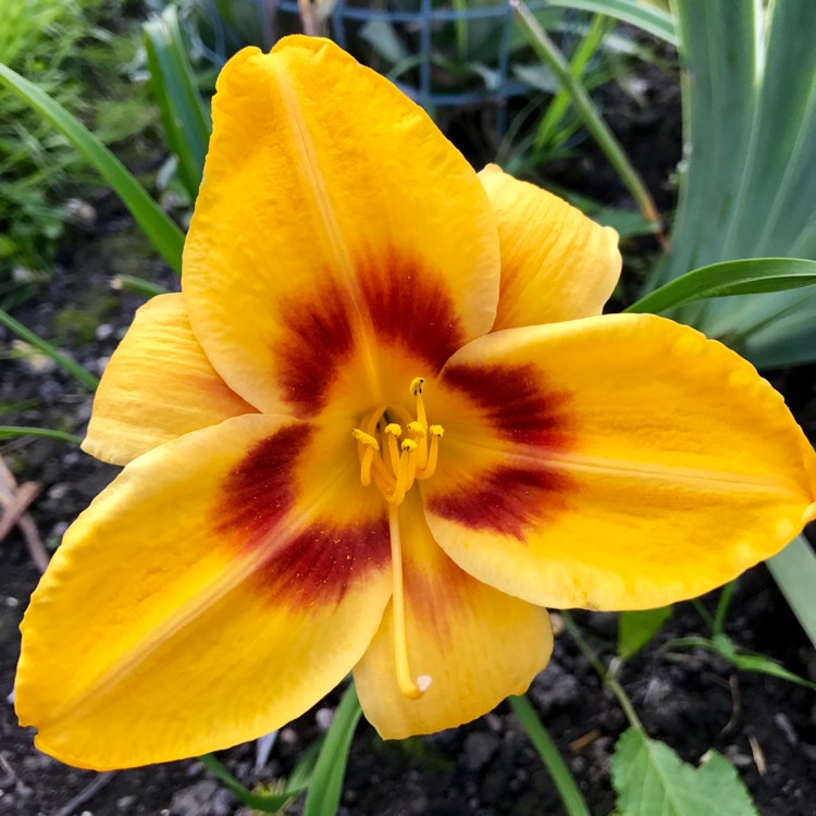 Plant image Hemerocallis 'Calico Jack'