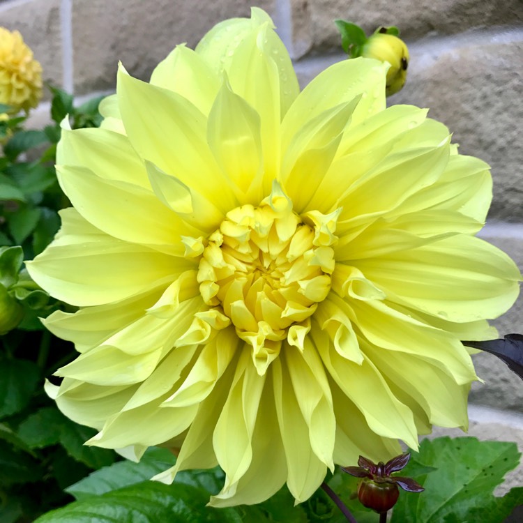 plant image 515660