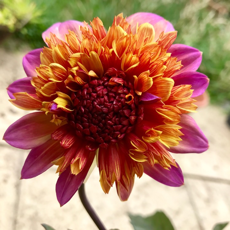plant image 516530