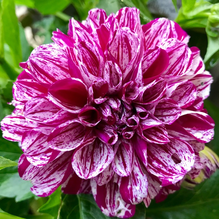 plant image 521169
