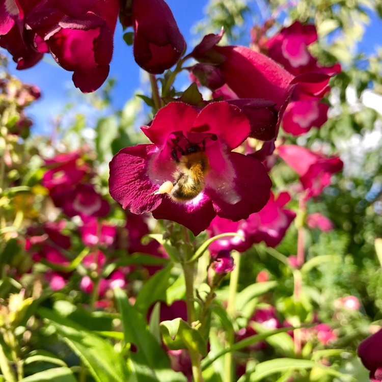Plant image Penstemon 'Phoenix Magenta'