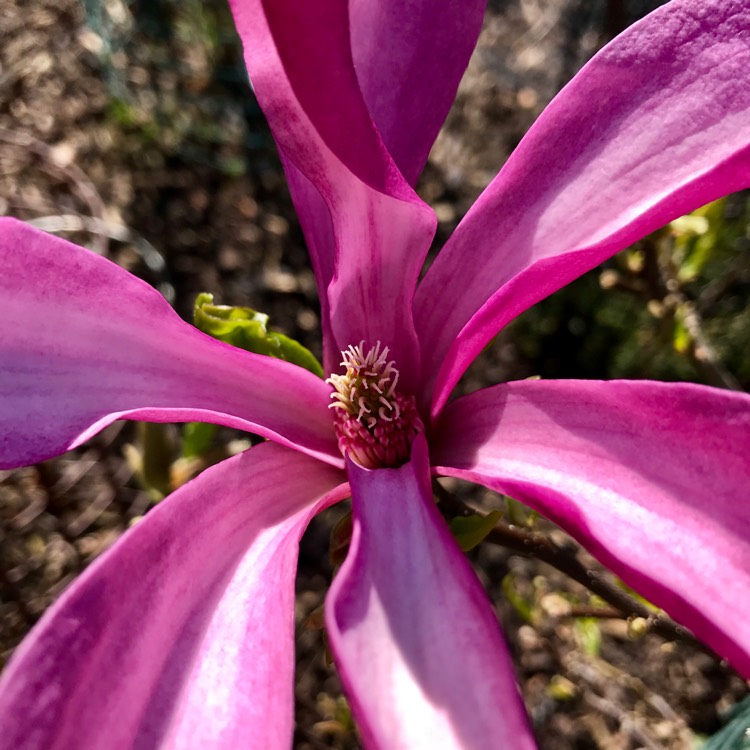 plant image 685495