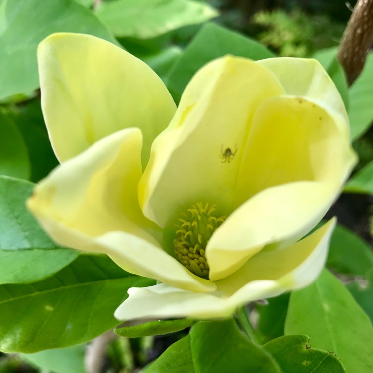 Plant image Magnolia x brooklynensis 'Yellow Bird'