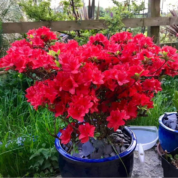 plant image 706733