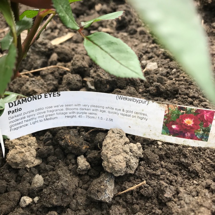plant image 753166