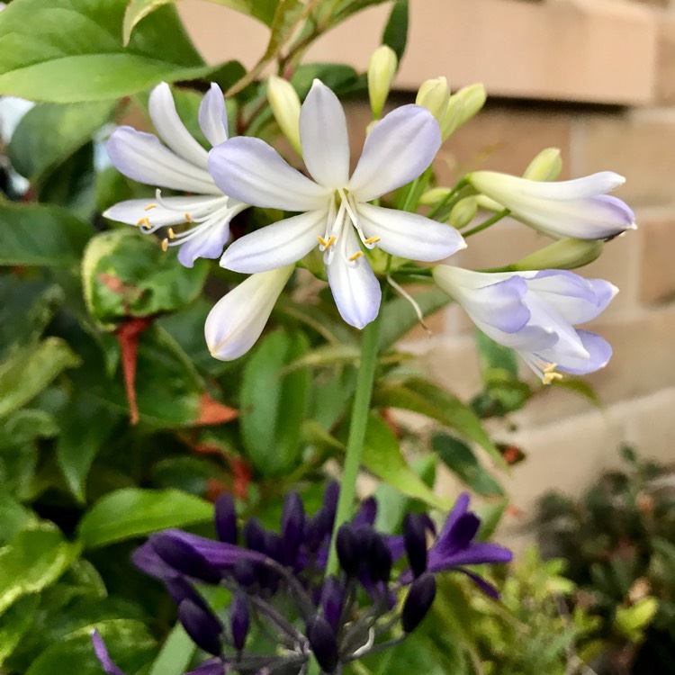 Plant image Agapanthus 'Silver Baby'