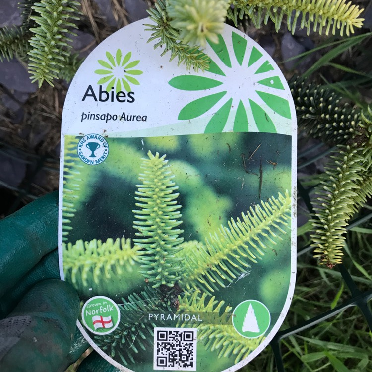 plant image 806263