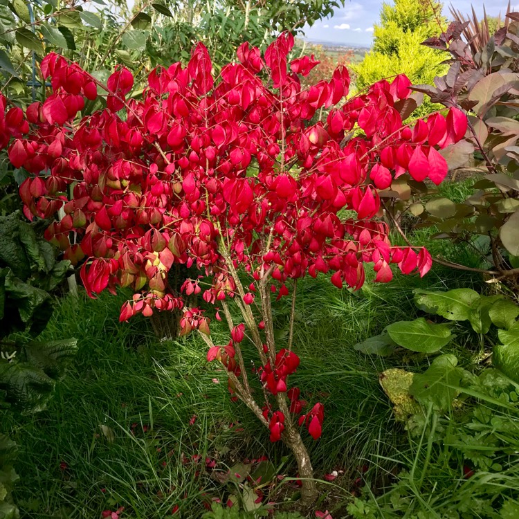Plant image Euonymus alatus