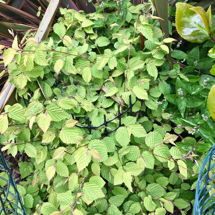 Plant image Corylopsis sinensis