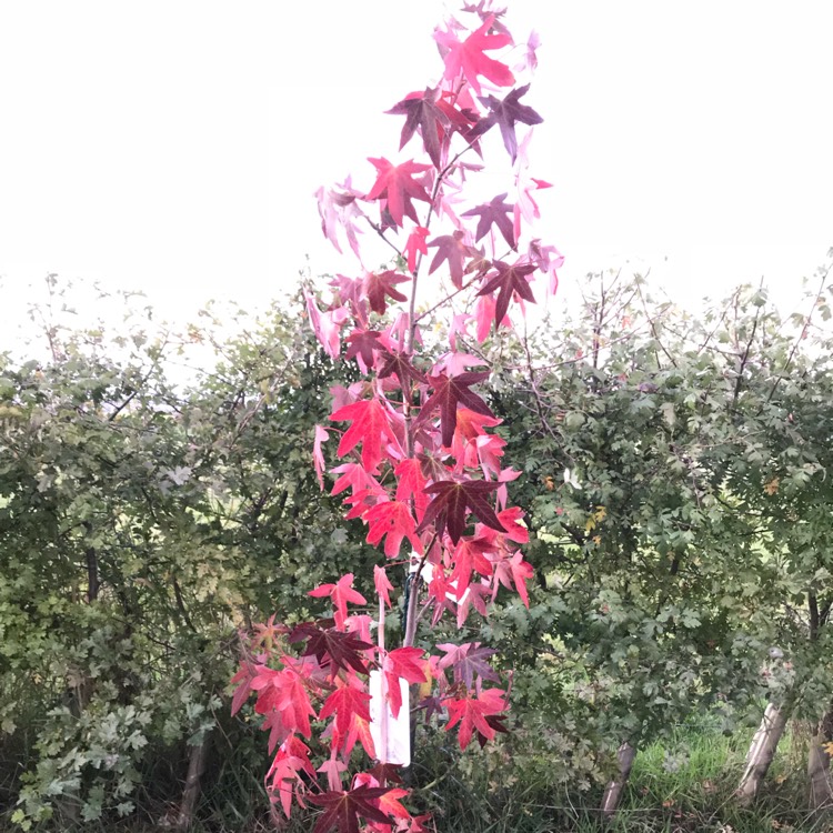 plant image 877030
