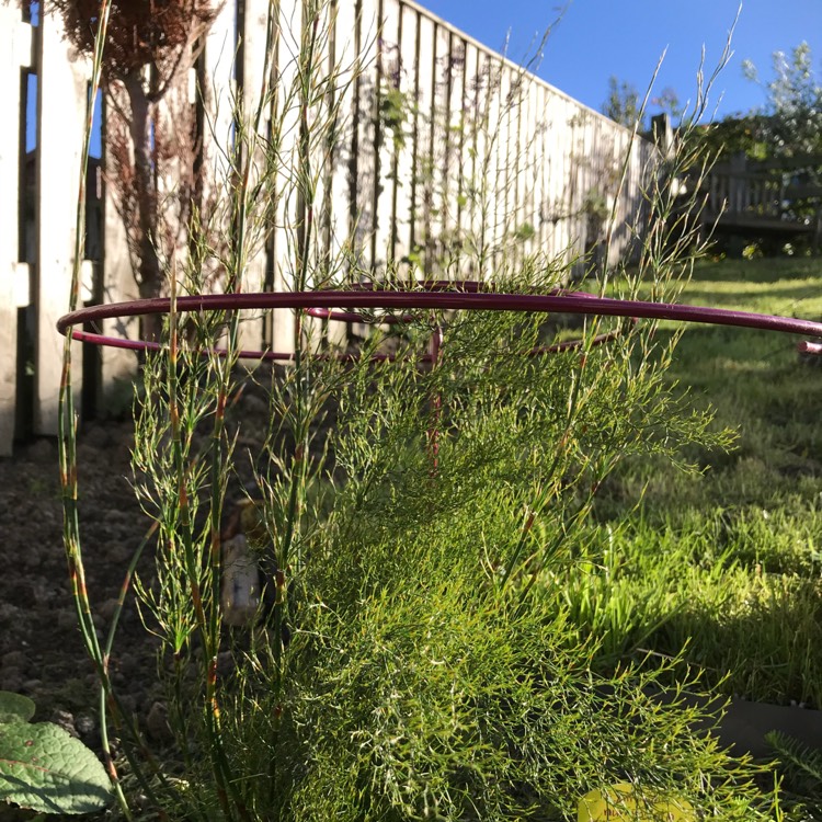 plant image 881059