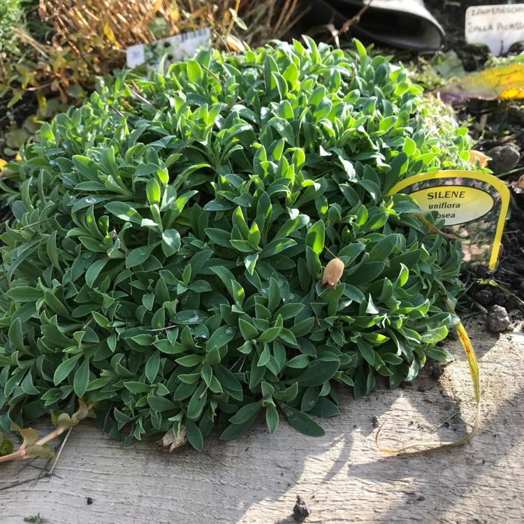 plant image 881064