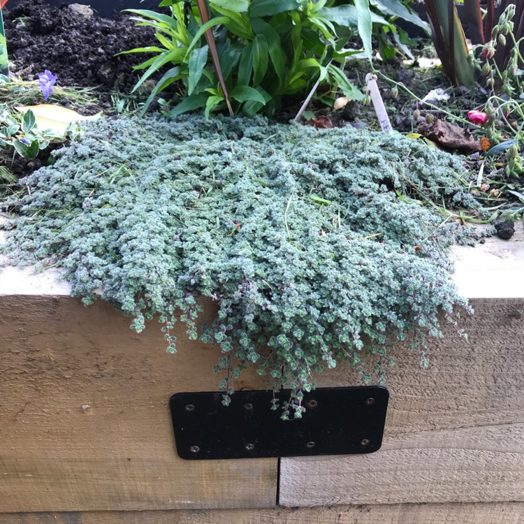 Plant image Thymus Pseudolanuginosus