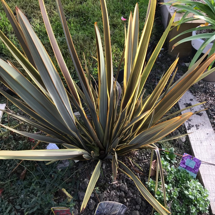 plant image 881077