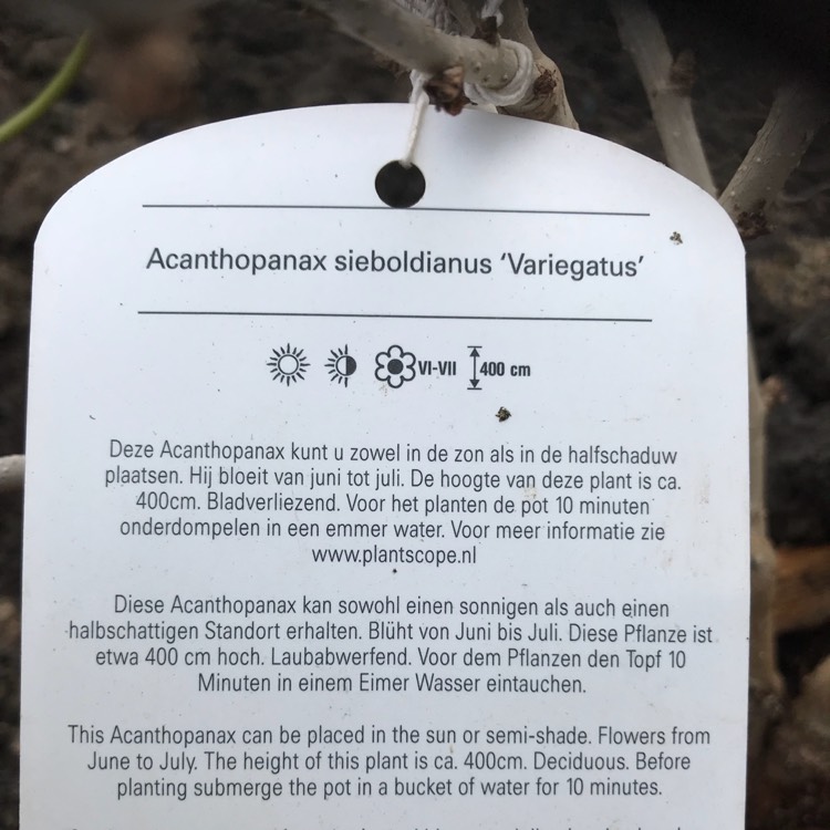 plant image 881112