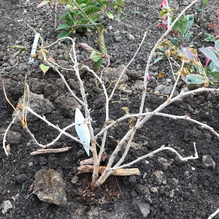 plant image 881113
