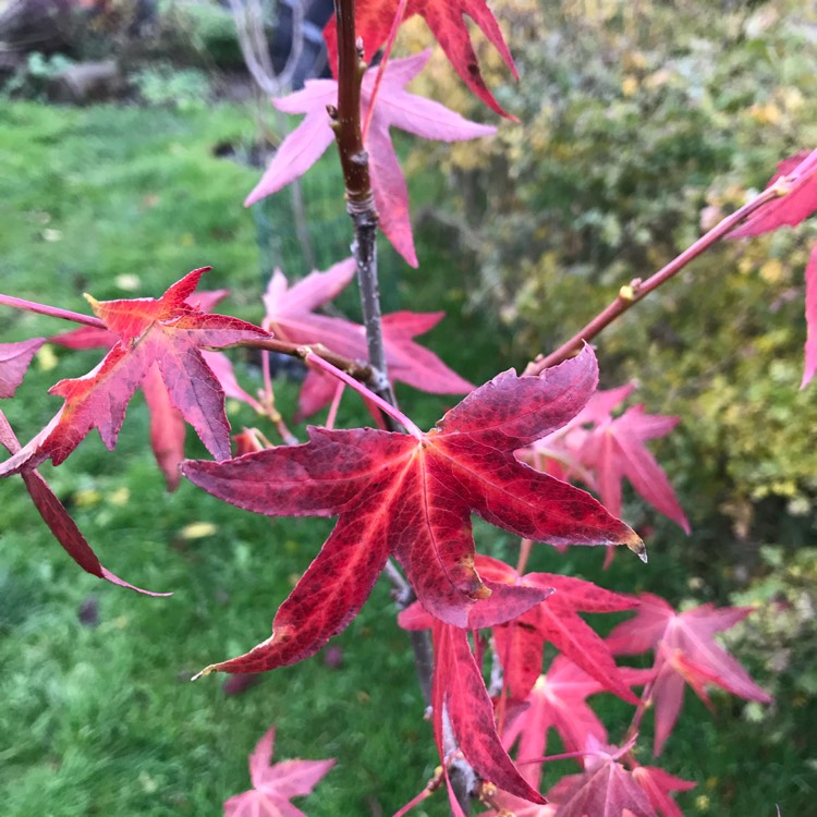 plant image 889724