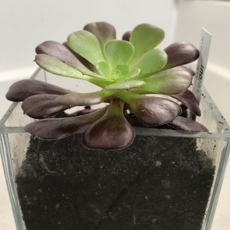 Plant image Aeonium 'Velour'