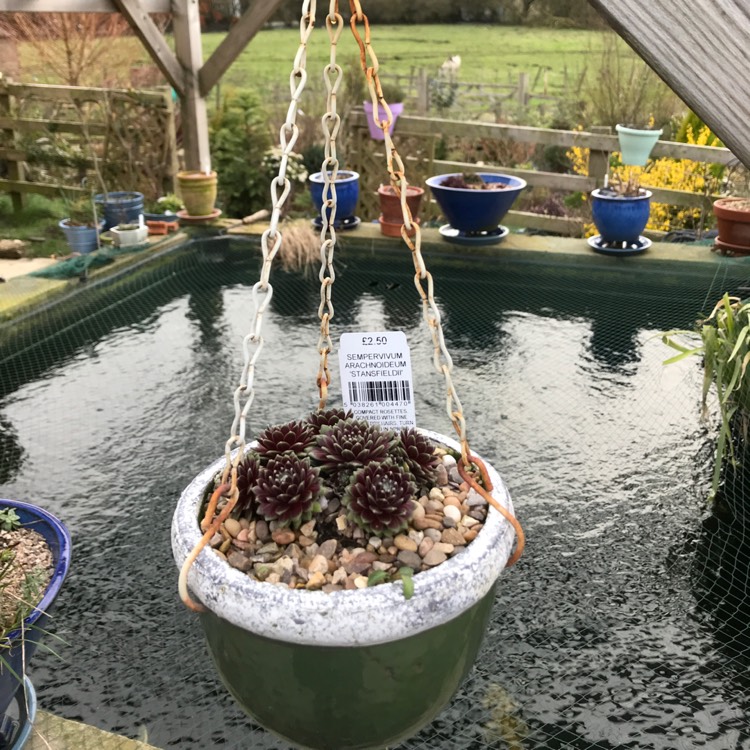 Plant image Sempervivum Arachnoideum Stansfieldii