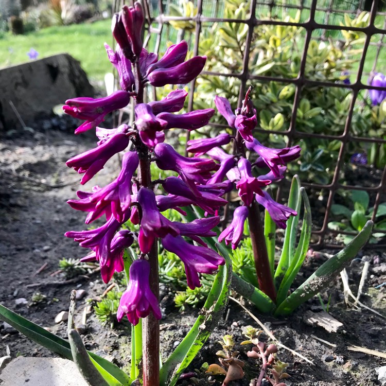 plant image 971840