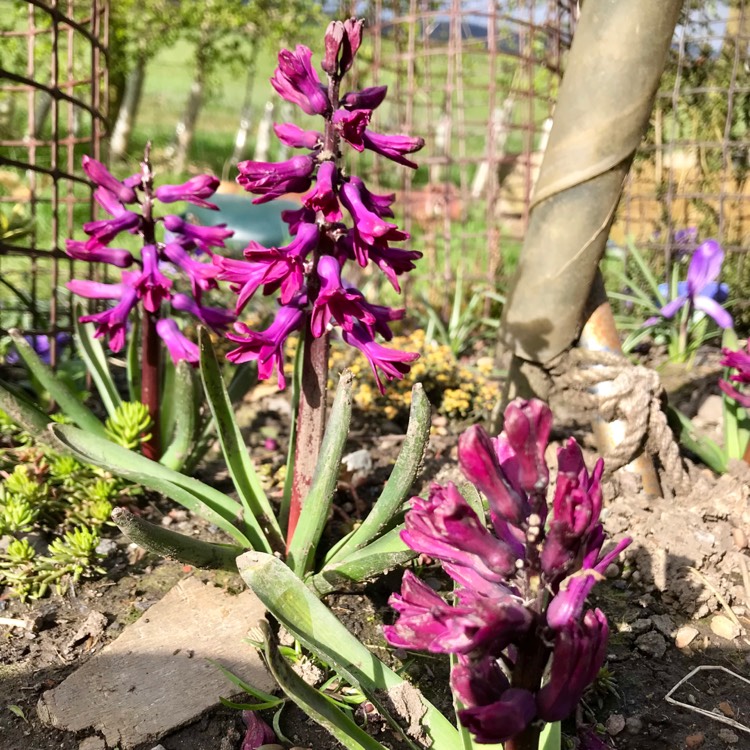 Plant image Hyacinthus orientalis 'Woodstock'