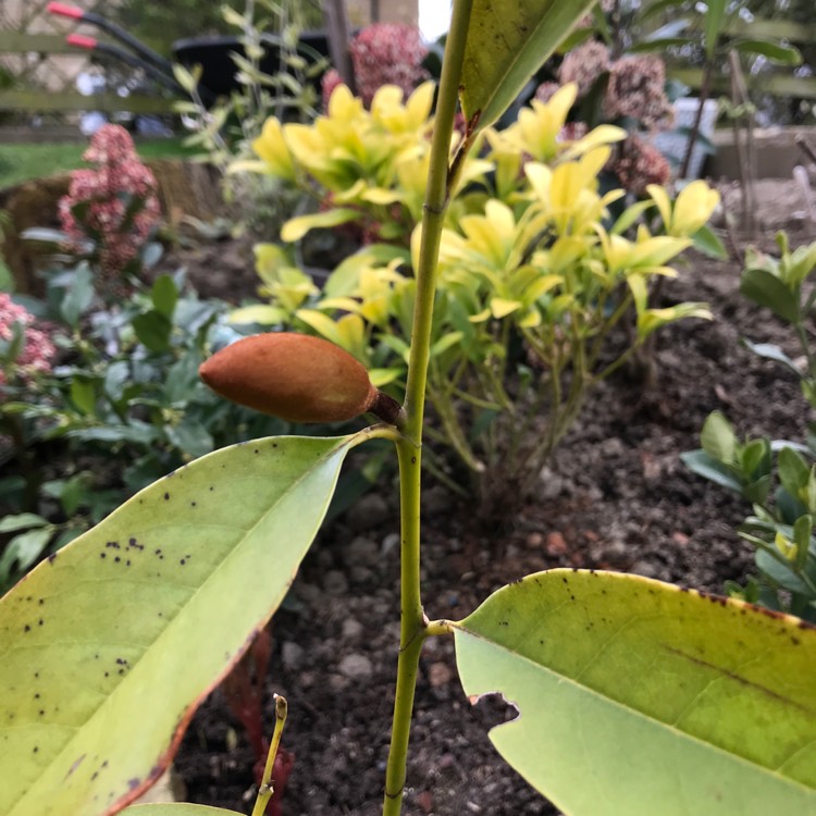 Plant image Michelia 'Fairy White' syn. Magnolia 'Fairy White'