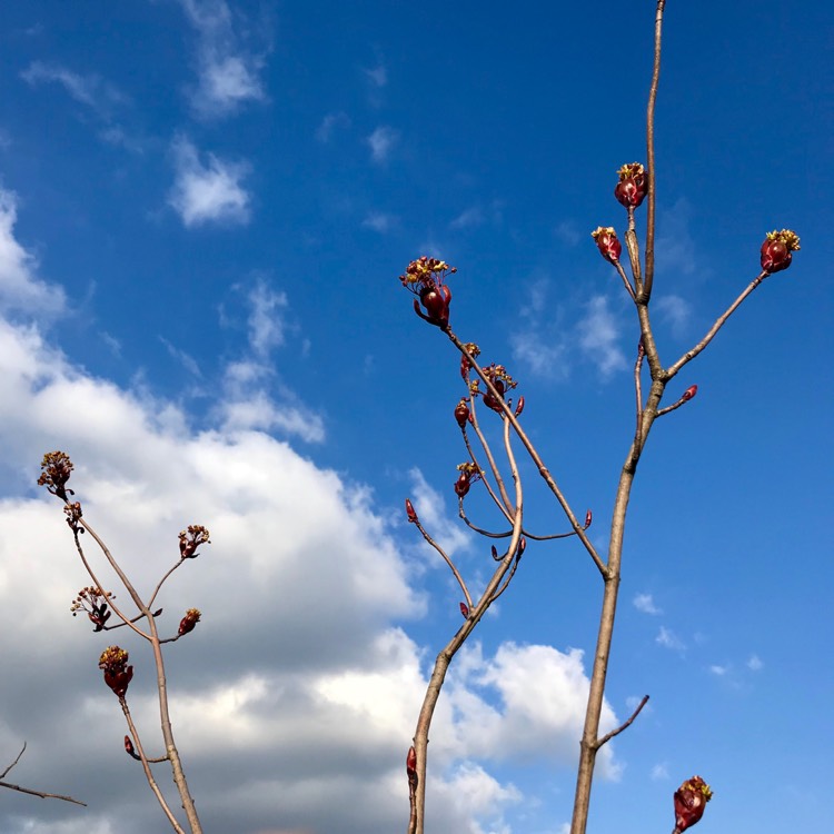plant image 983156