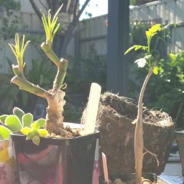 Senecio mweroensis f. schwartzii