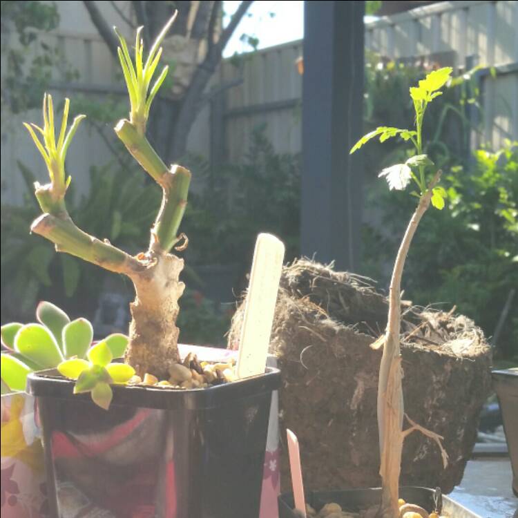 plant image 279869