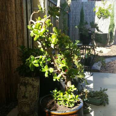 Damon's garden