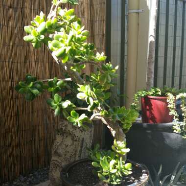 Damon's garden