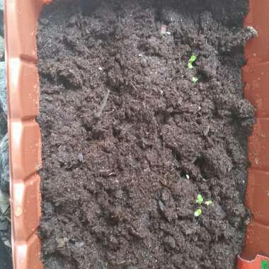 Damon's garden