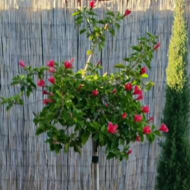 Damon's garden