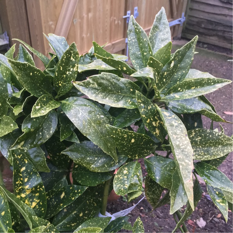 Plant image Aucuba japonica 'Golden King'