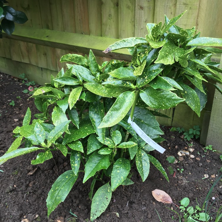 plant image 328568