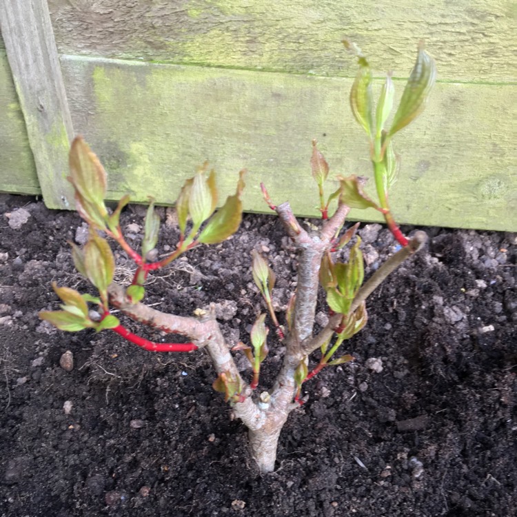 Plant image Cornus alba 'Sibirica Variegata'