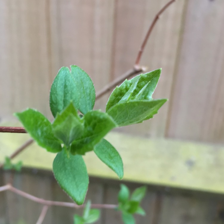 plant image 355225