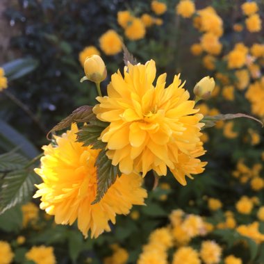 Kerria japonica