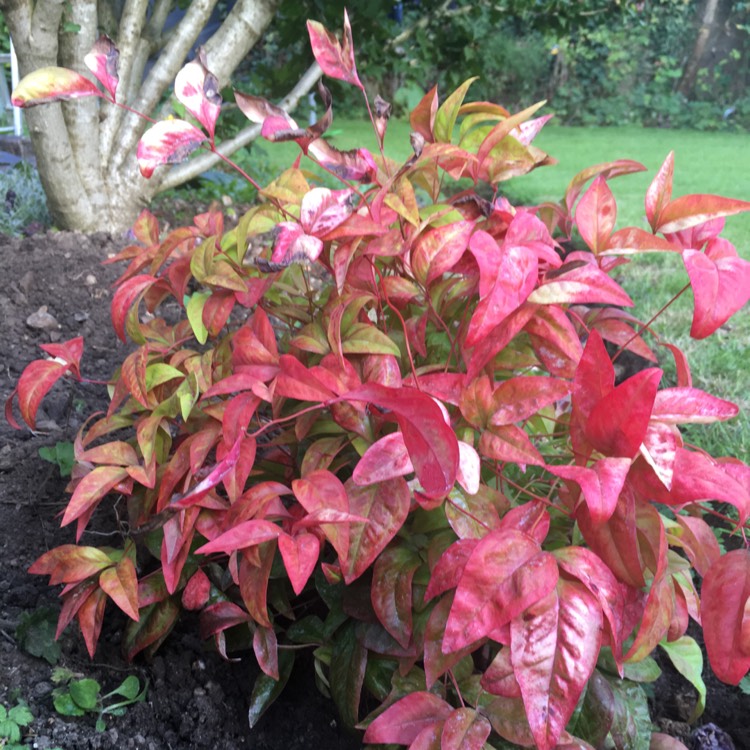 Plant image Nandina domestica 'Fire Power'